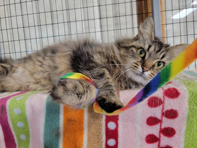 Tallulah