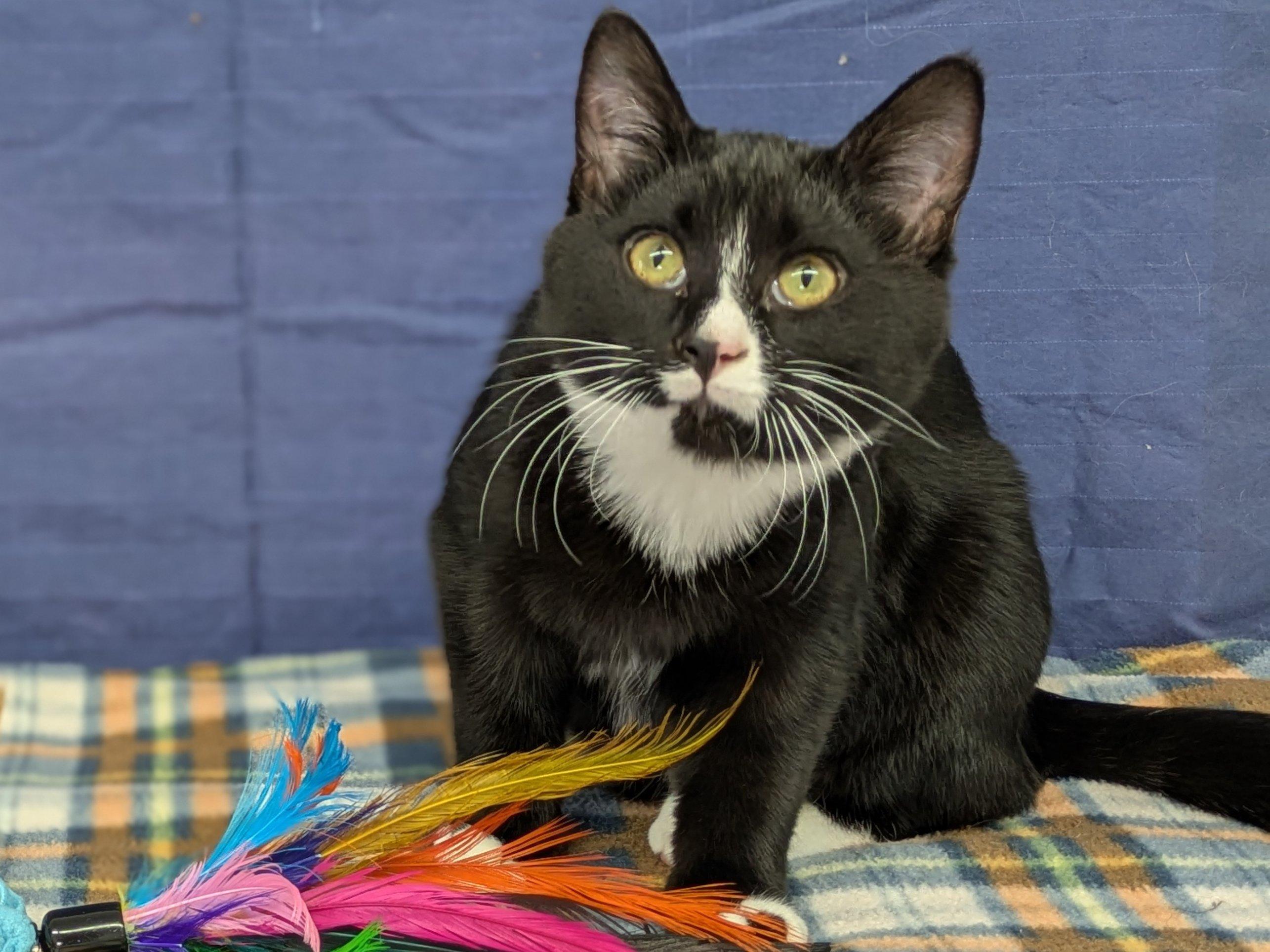 Twix, a Adoptable mixed breed in Republic, WA image 5/6