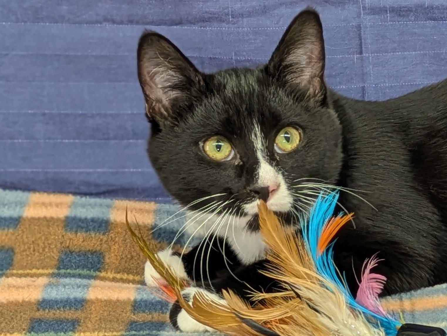 Twix, a Adoptable mixed breed in Republic, WA image 3/6