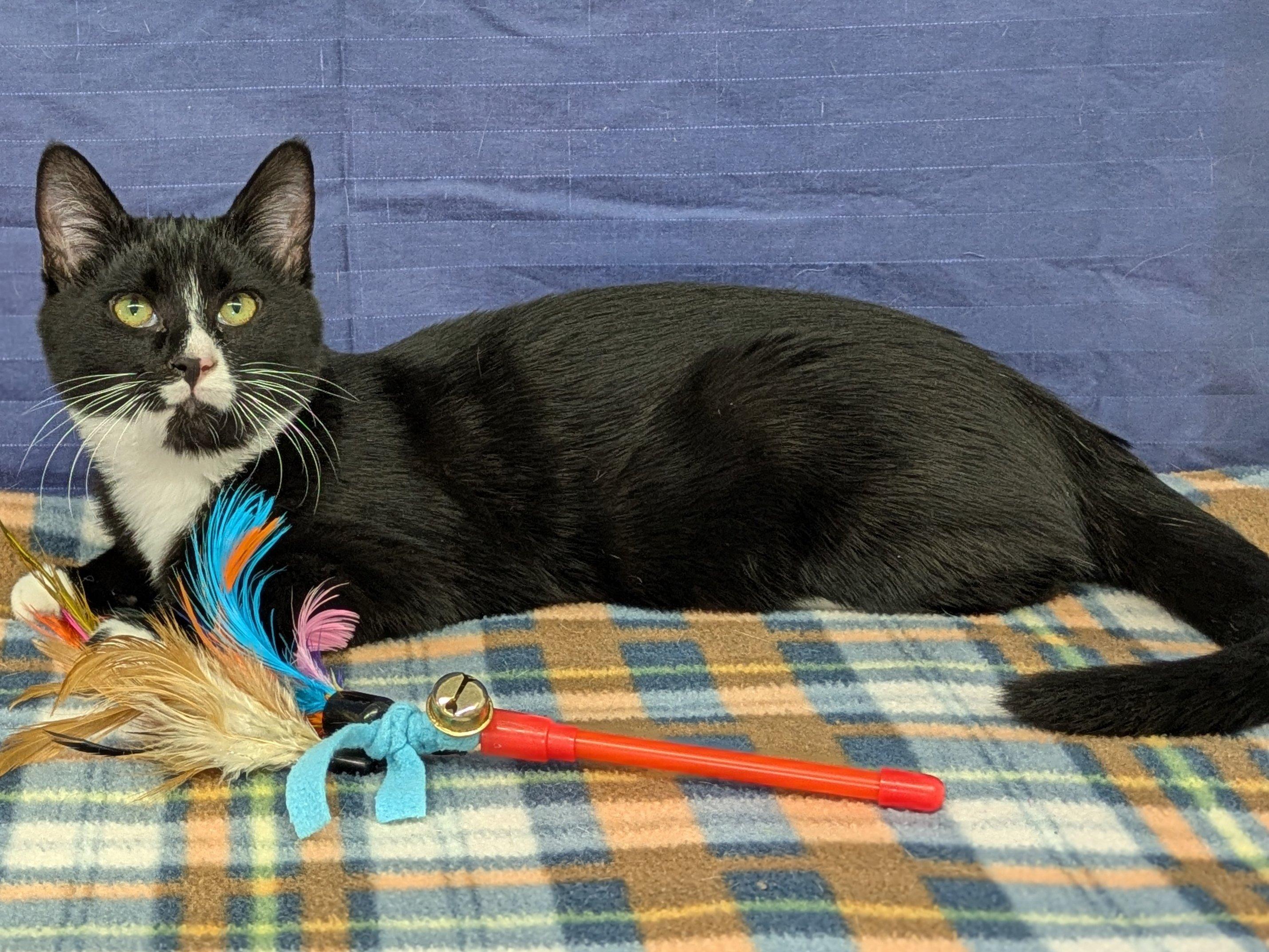 Twix, a Adoptable mixed breed in Republic, WA image 4/6