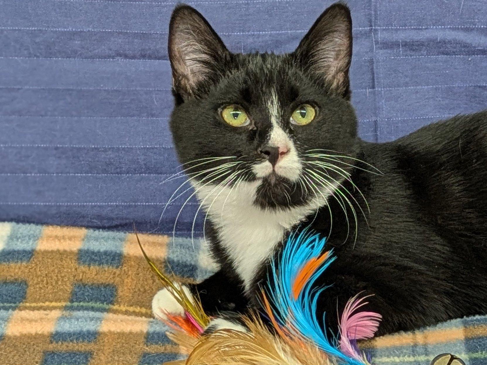 Twix, a Adoptable mixed breed in Republic, WA image 1/6