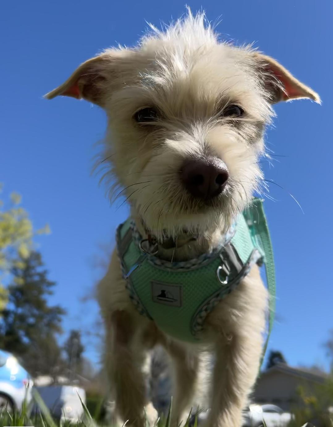 Mila, ADOPTABLE, Young Female Cairn Terrier.