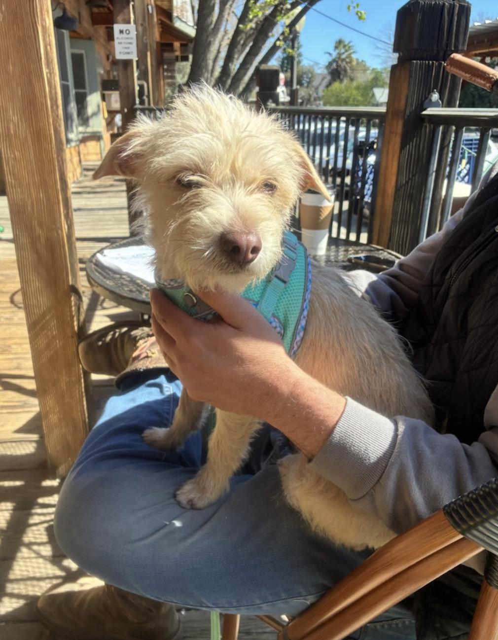 Enlarge Mila, a ADOPTABLE mixed breed in Davis, CA image 4/6