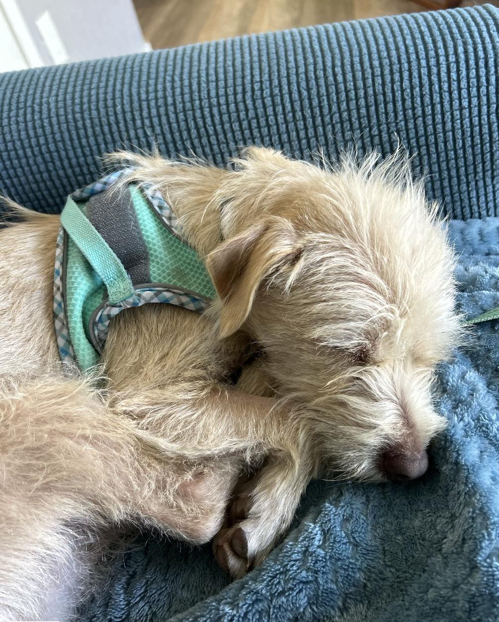 Enlarge Mila, a ADOPTABLE mixed breed in Davis, CA image 6/6