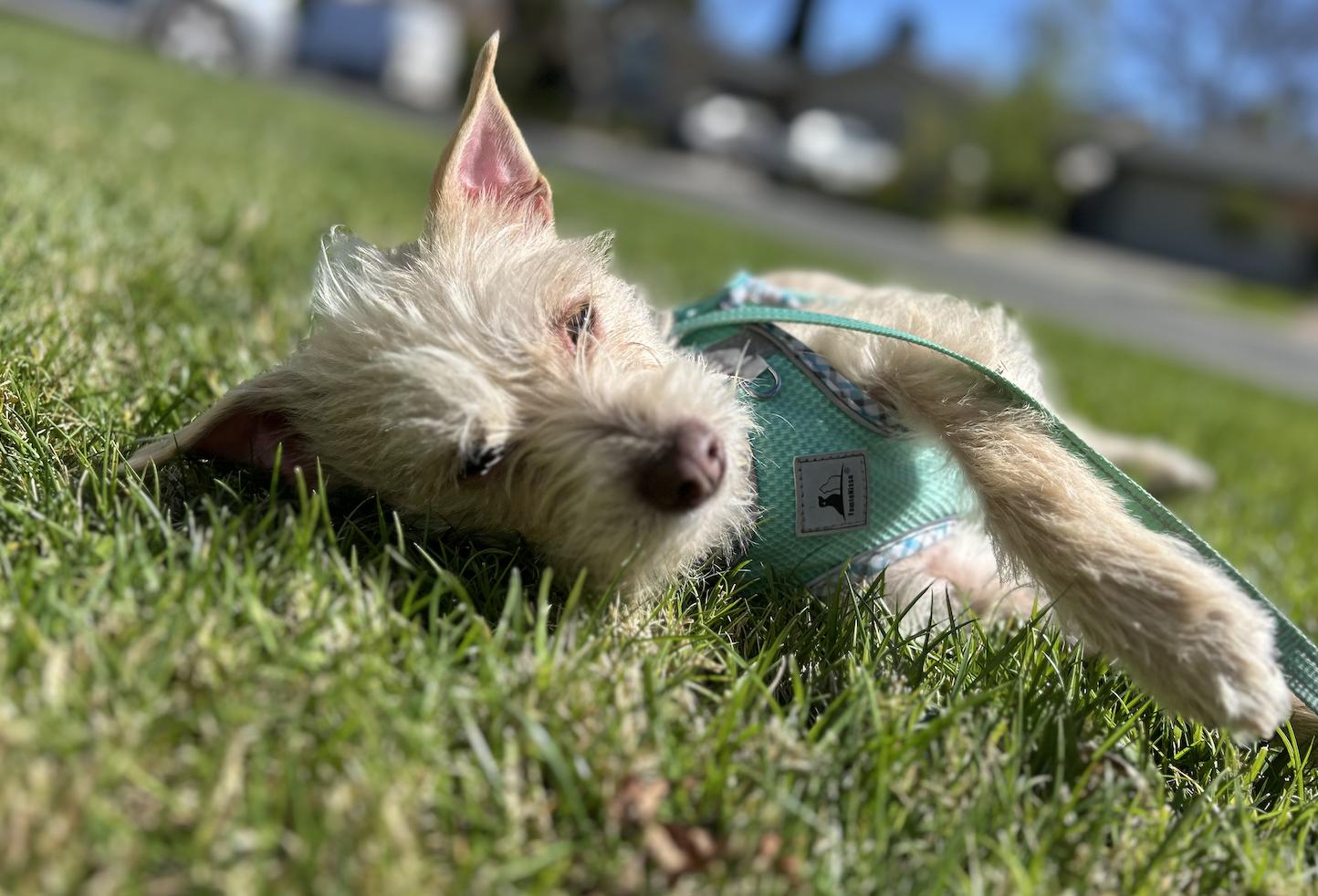 Enlarge Mila, a ADOPTABLE mixed breed in Davis, CA image 3/6