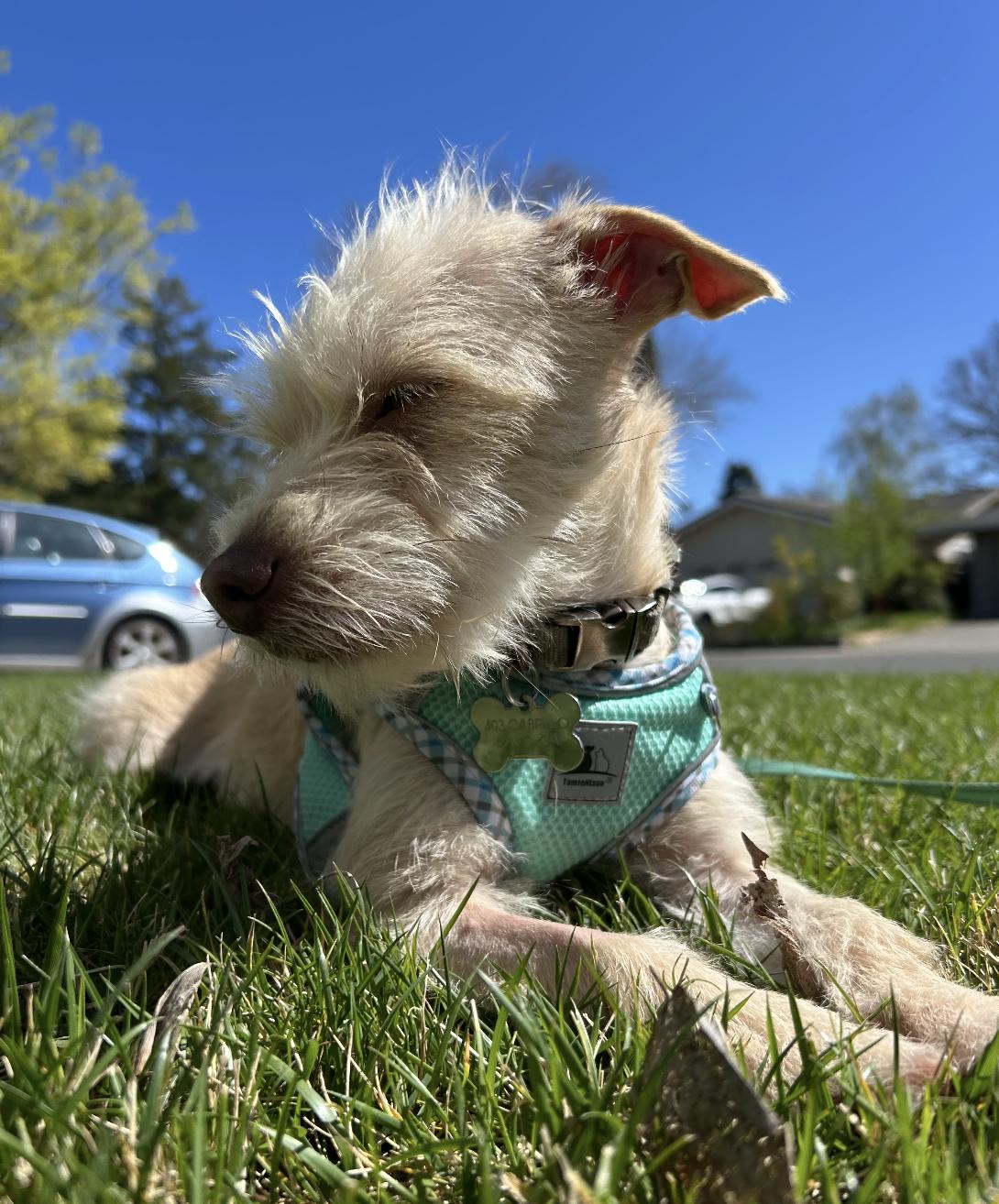 Enlarge Mila, a ADOPTABLE mixed breed in Davis, CA image 5/6