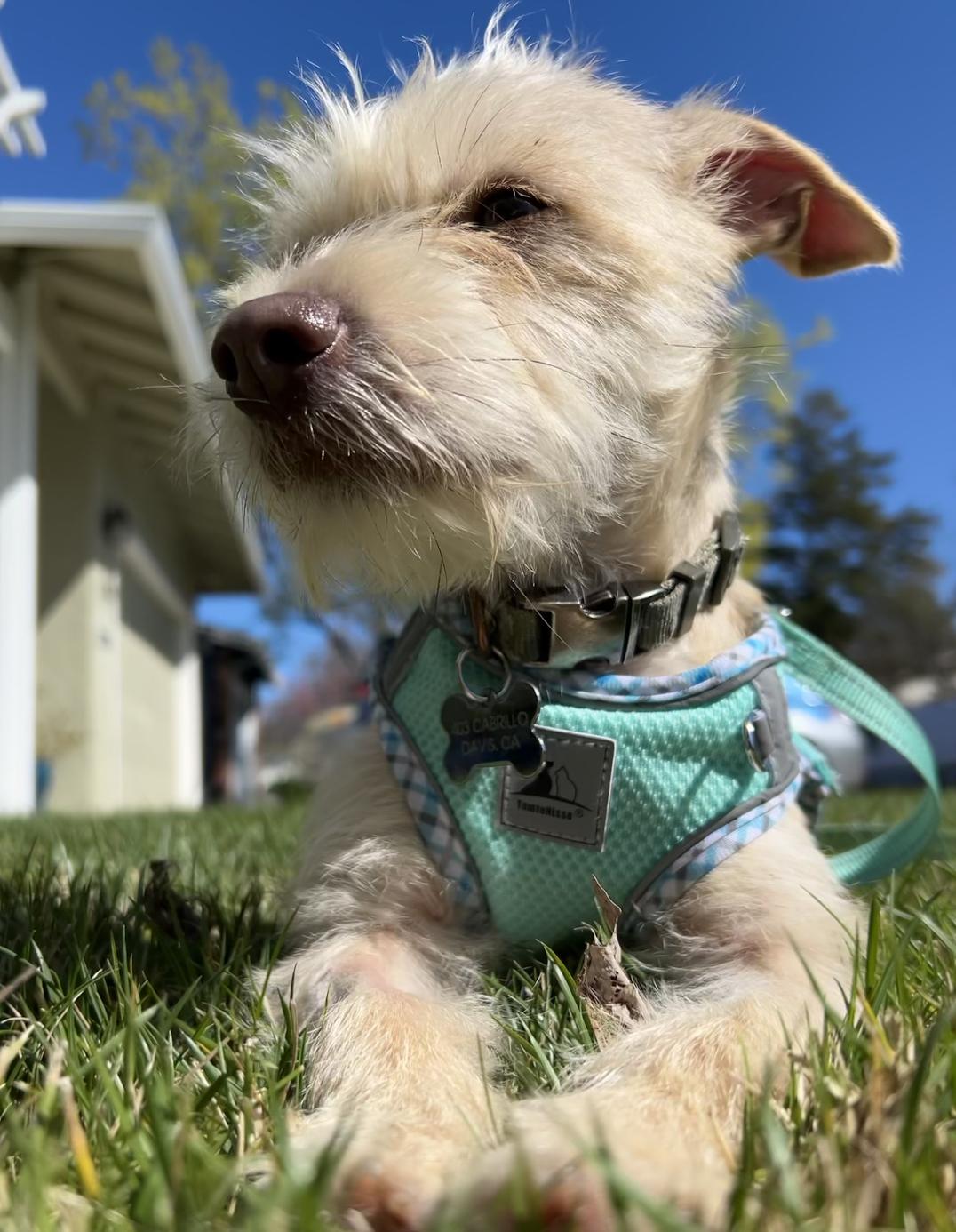 Enlarge Mila, a ADOPTABLE mixed breed in Davis, CA image 2/6