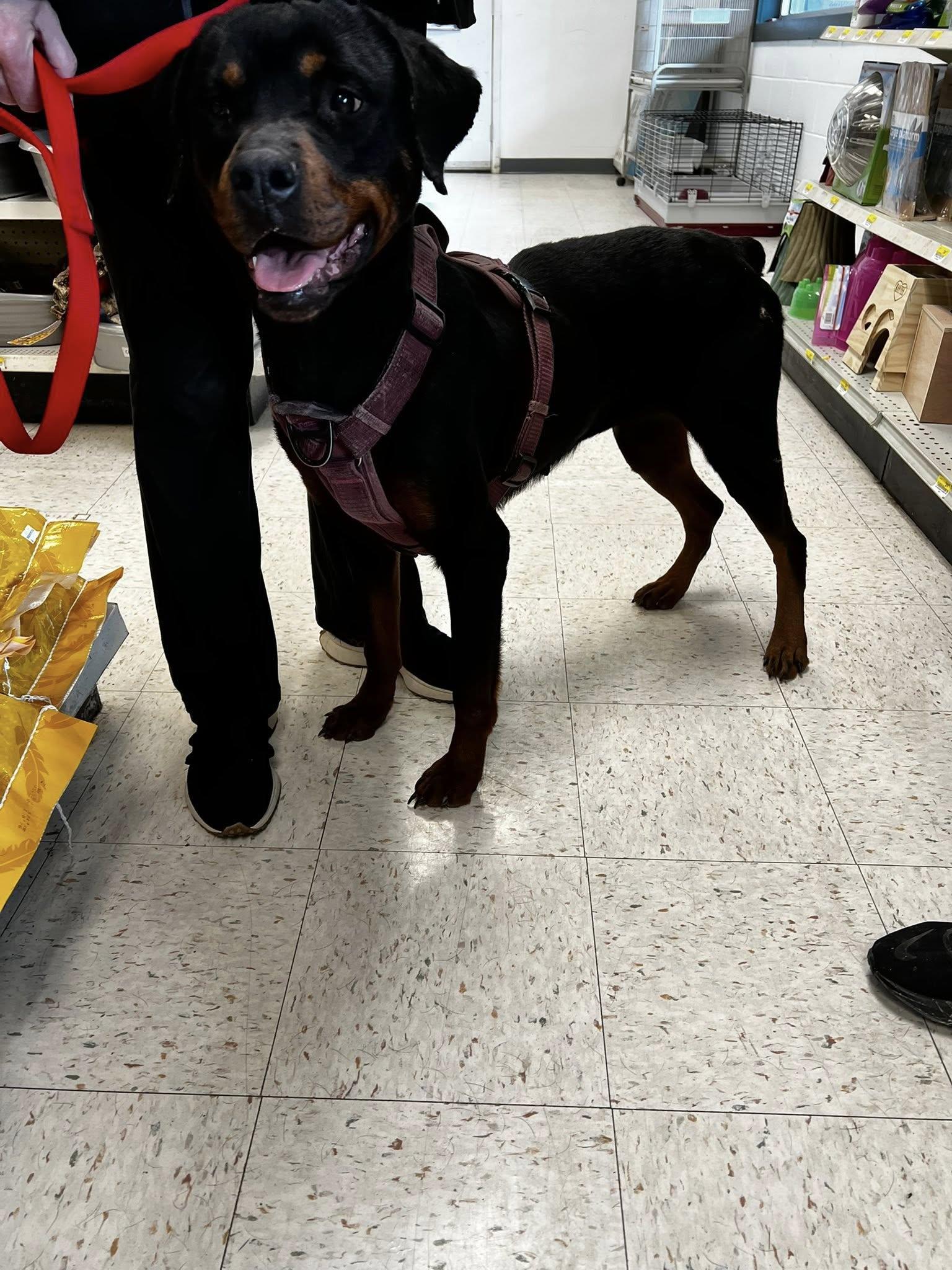Nova Two, ADOPTABLE, Adult Female Rottweiler.