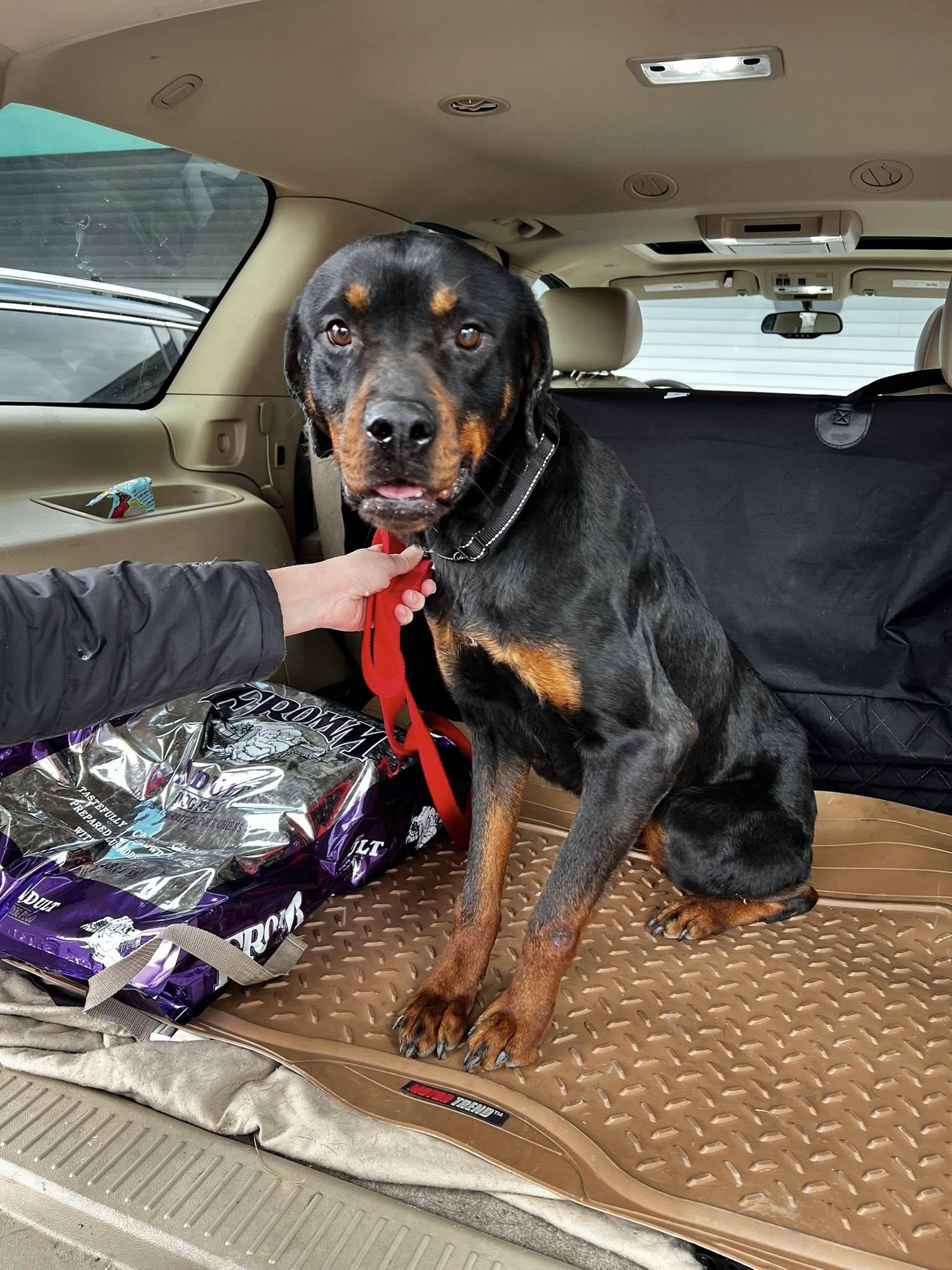 Enlarge Nova Two, a ADOPTABLE Rottweiler in Albany, NY image 2/4