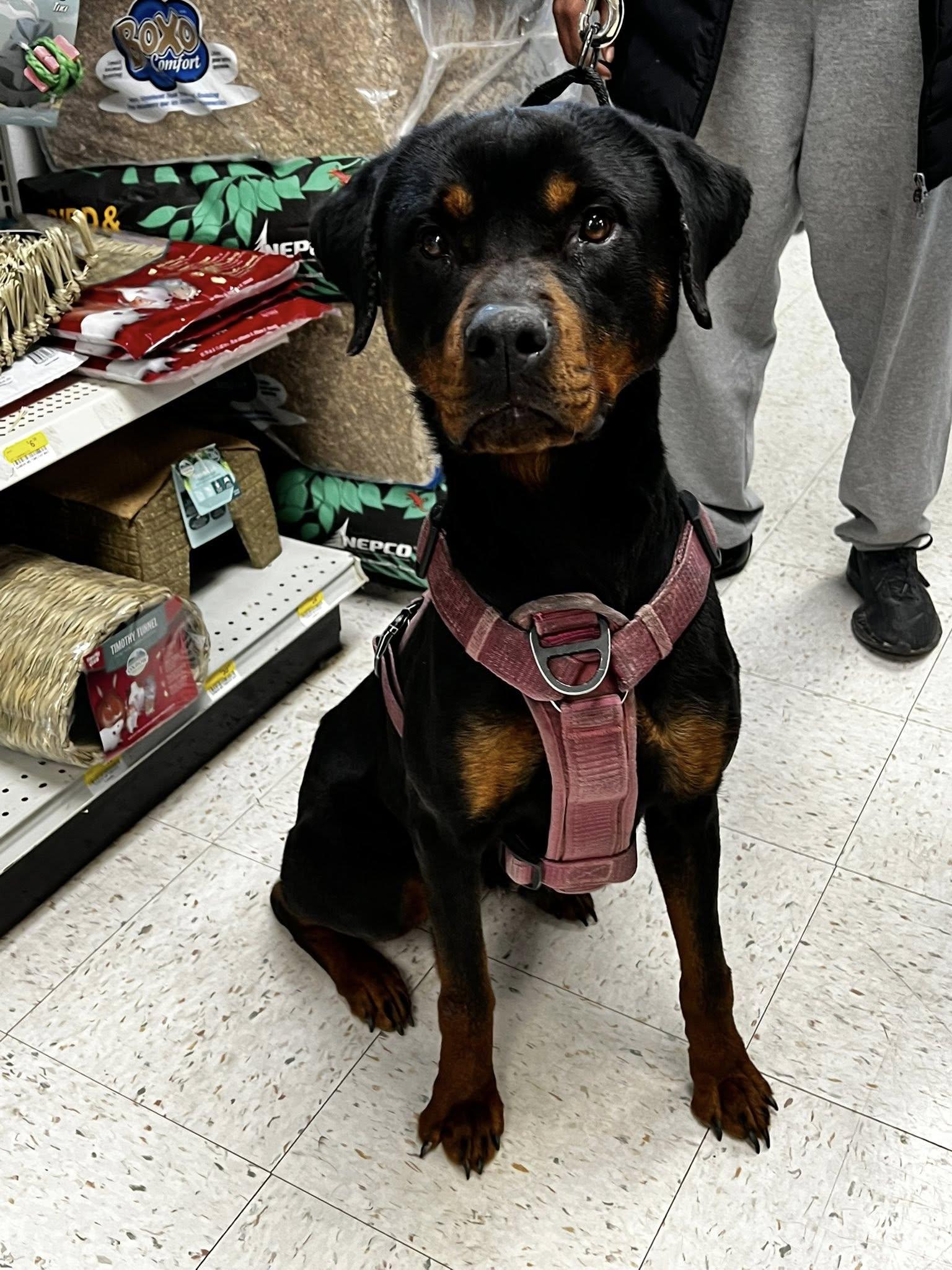 Enlarge Nova Two, a ADOPTABLE Rottweiler in Albany, NY image 3/4
