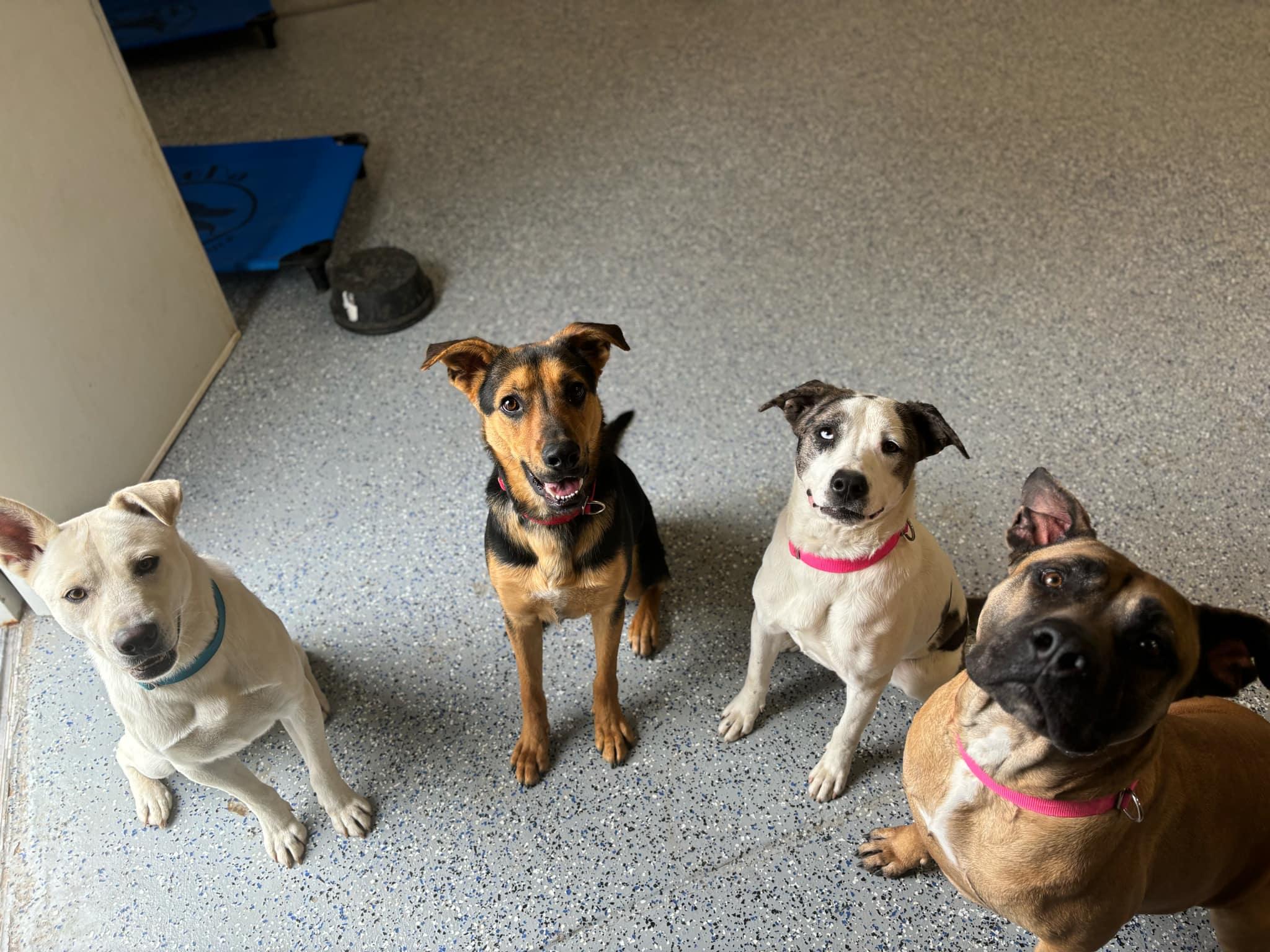 Enlarge Cream, a Adoptable Mixed Breed in Itasca, TX image 4/6