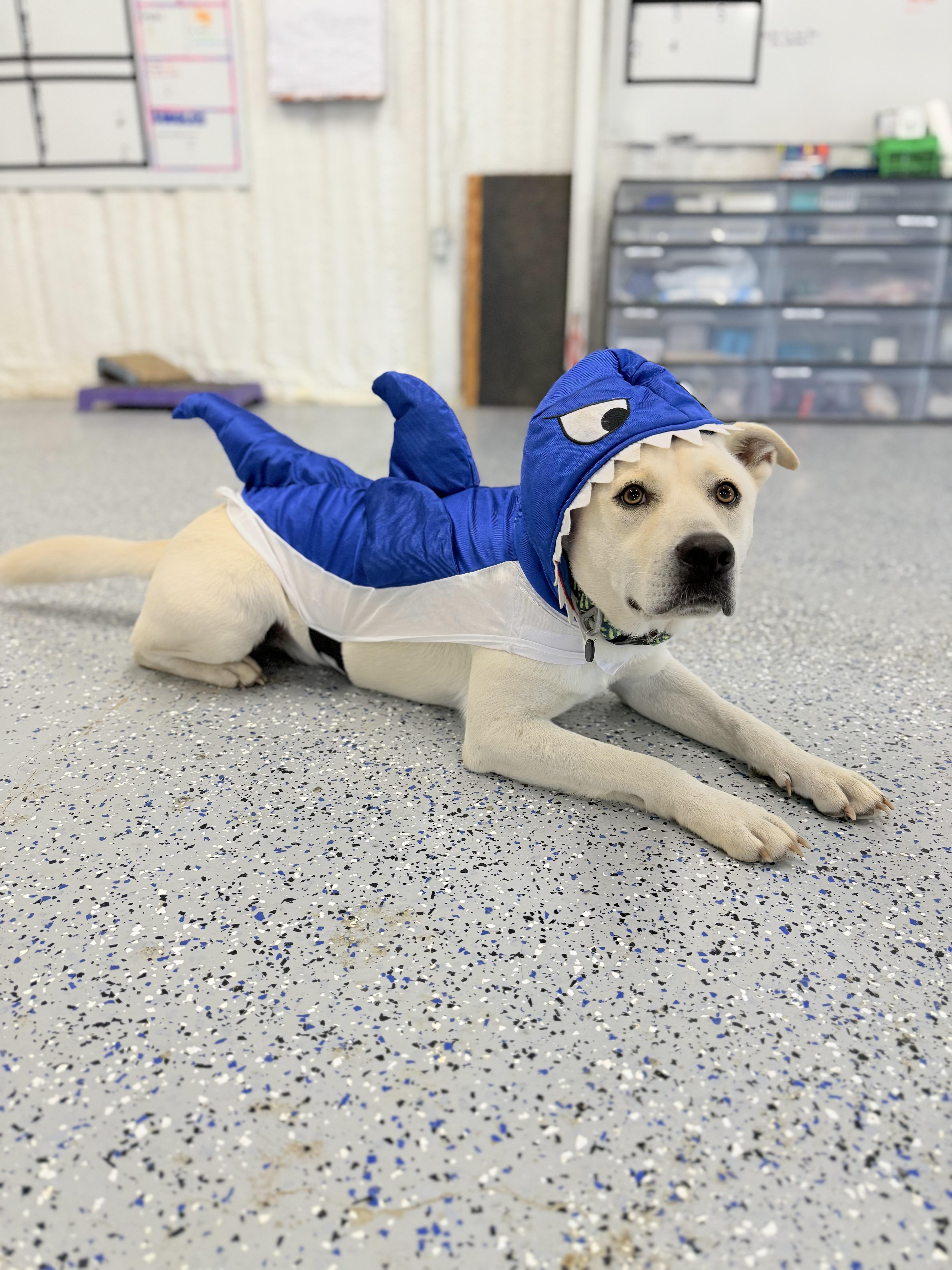 Enlarge Cream, a Adoptable Mixed Breed in Itasca, TX image 2/6