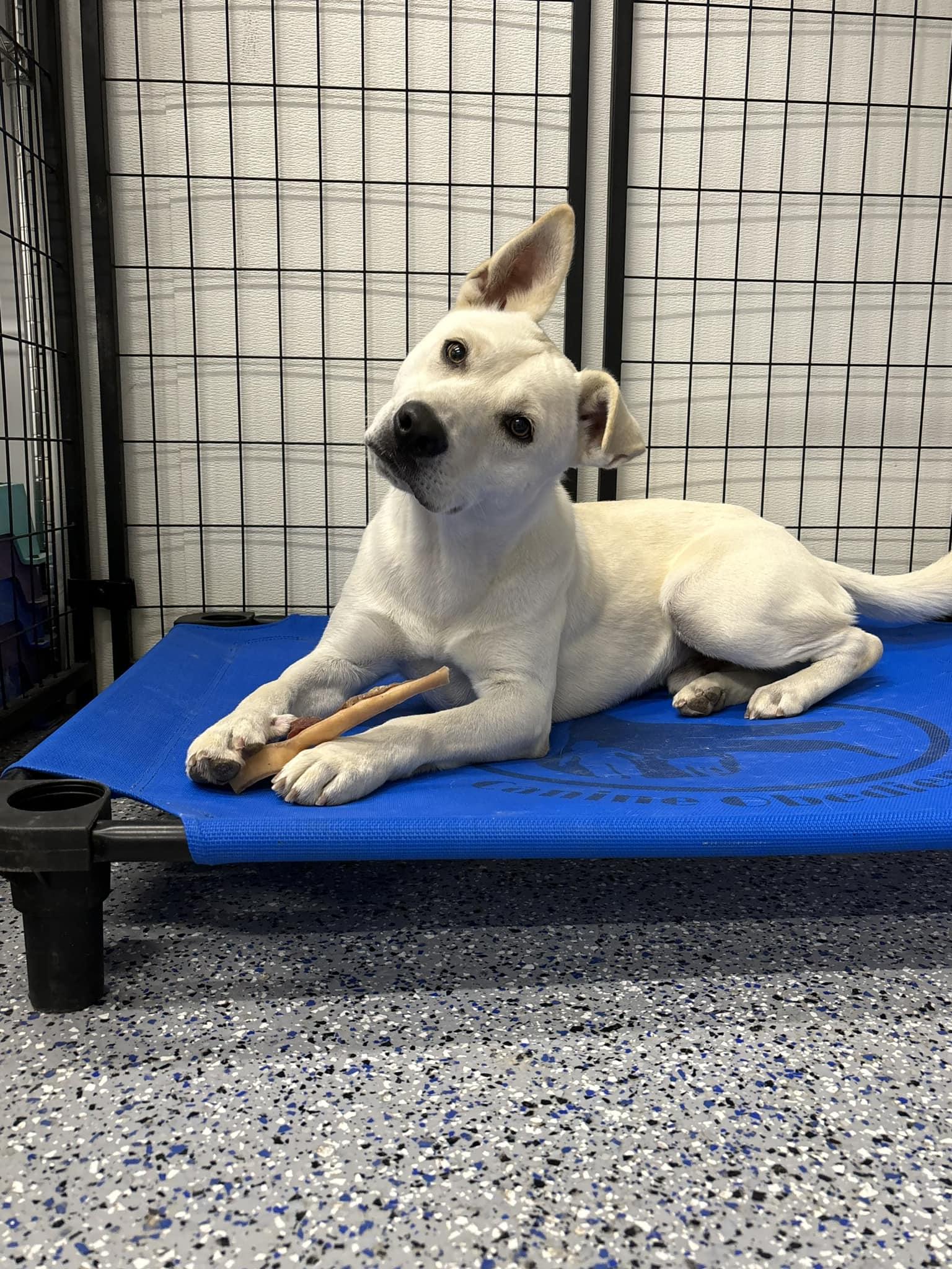 Enlarge Cream, a Adoptable Mixed Breed in Itasca, TX image 5/6