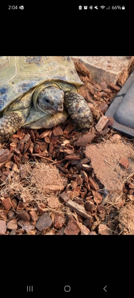 Midge, Adopted, Young Female Russian.