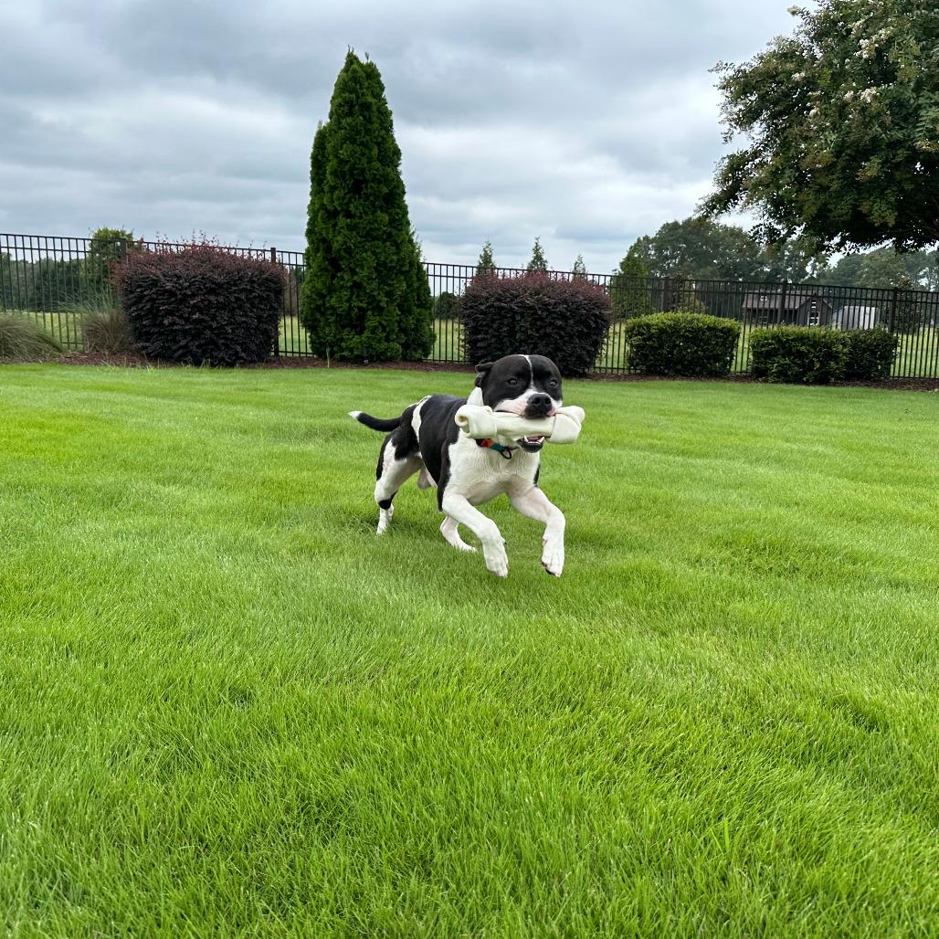 Goose, a Adoptable mixed breed in Columbus, NC image 1/6