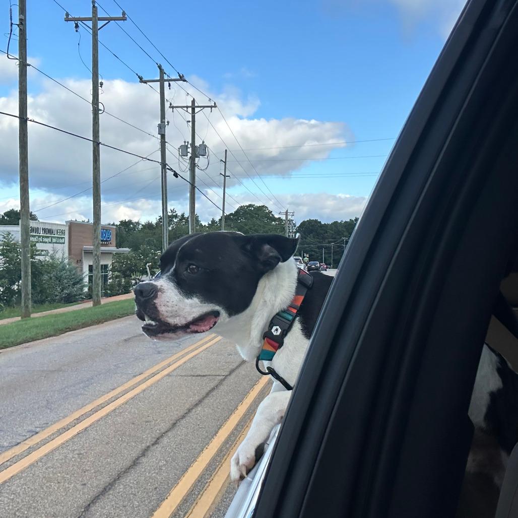 Goose, a Adoptable mixed breed in Columbus, NC image 2/6