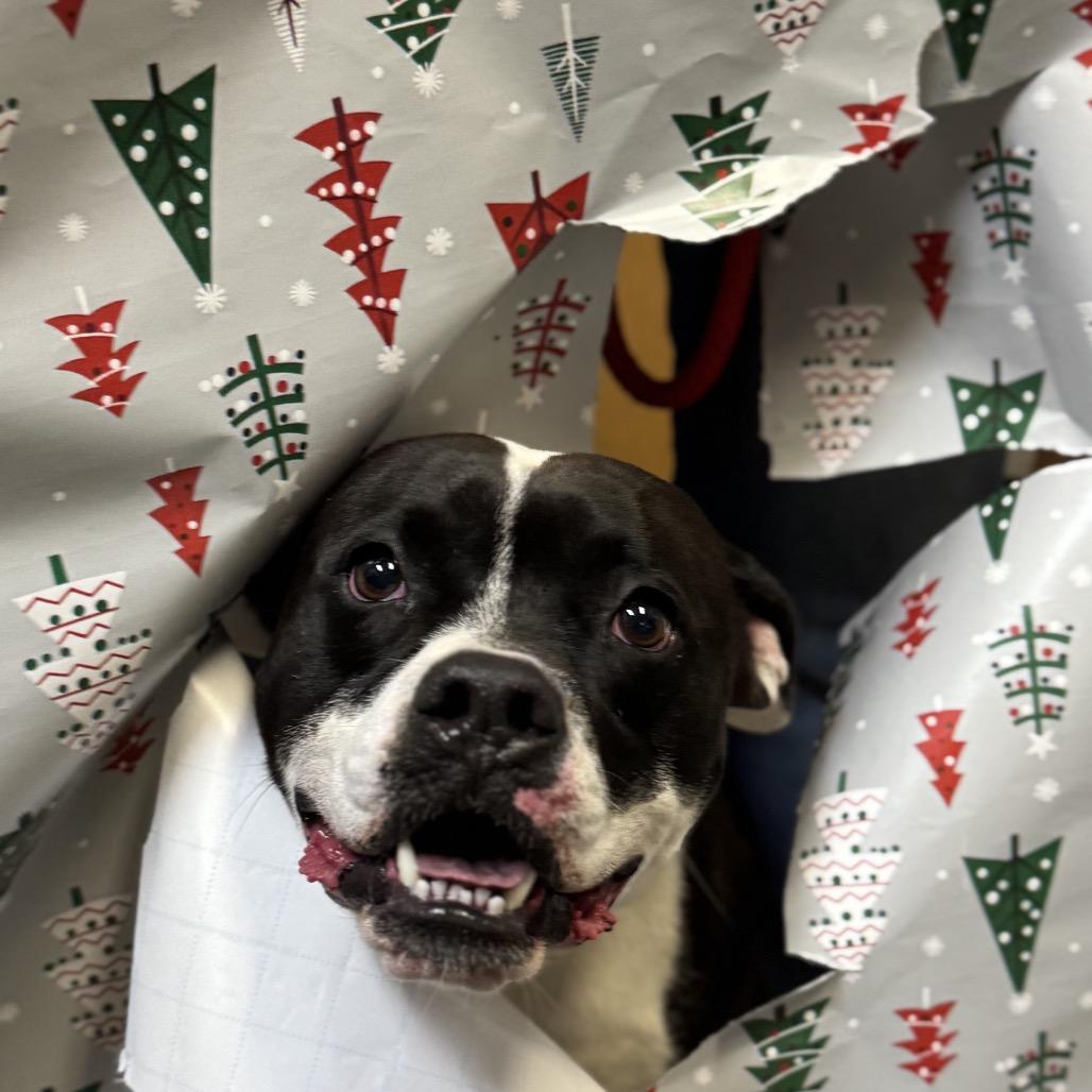 Goose, a Adoptable mixed breed in Columbus, NC image 4/6