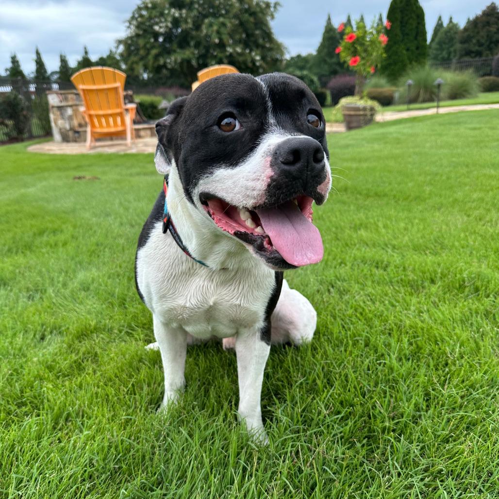 Enlarge Goose, a Adoptable mixed breed in Columbus, NC image 6/6