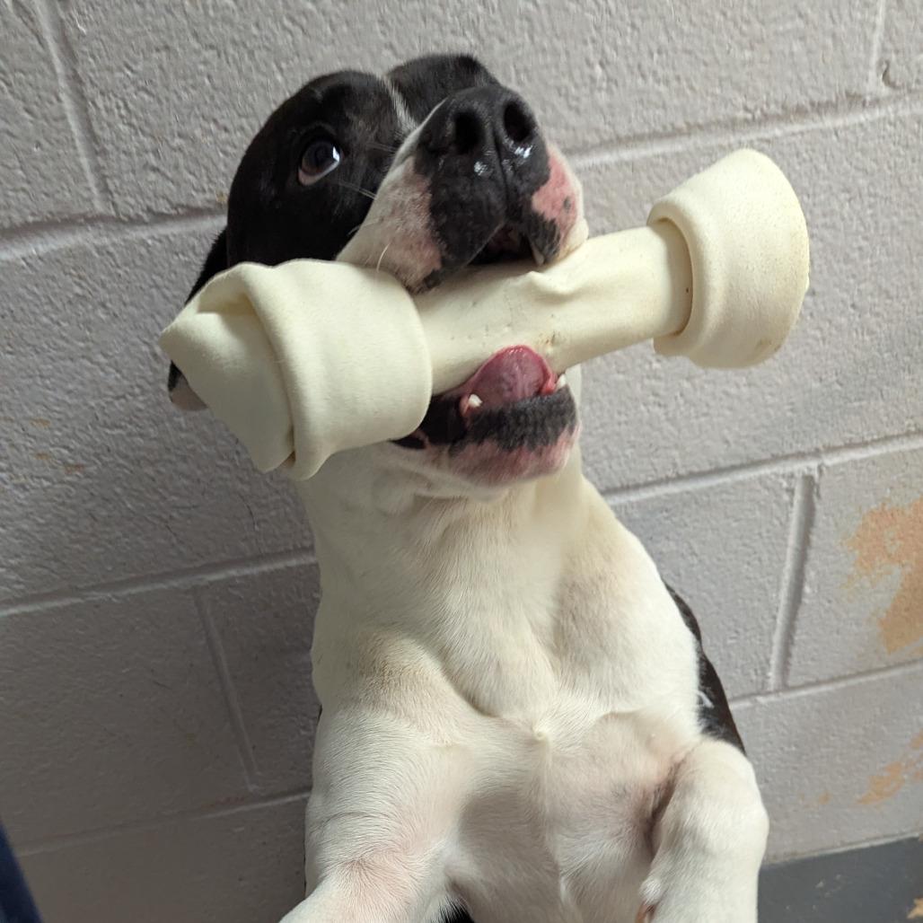 Goose, a Adoptable mixed breed in Columbus, NC image 5/6