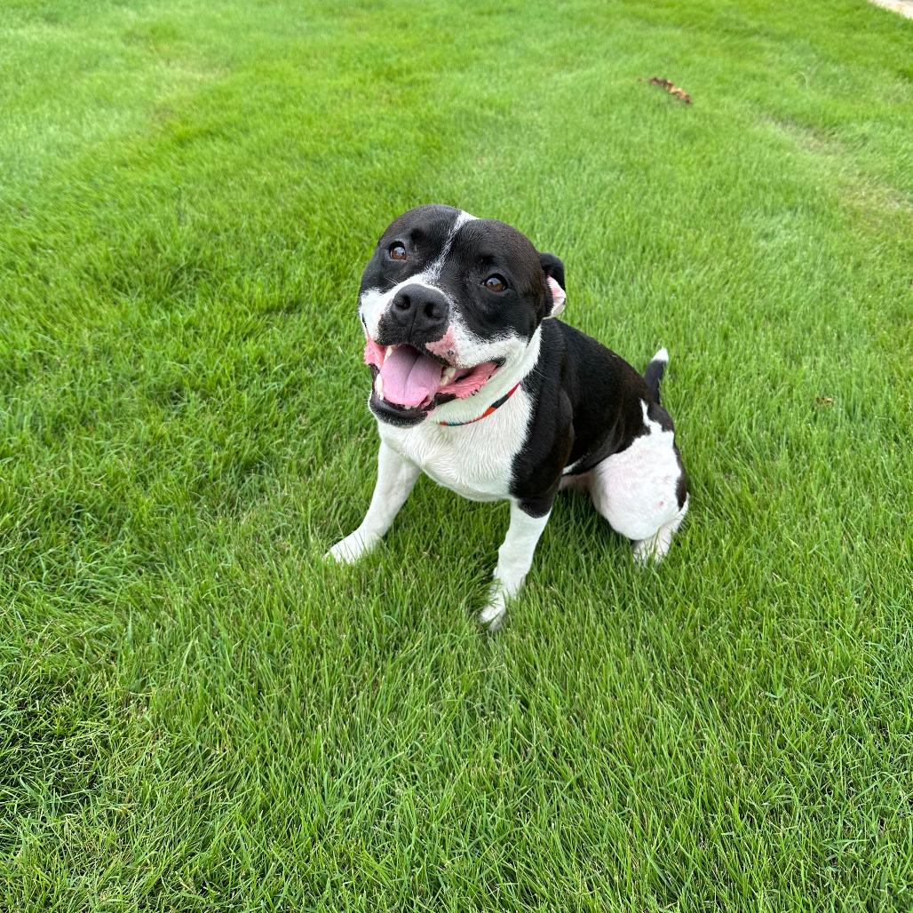 Goose, a Adoptable mixed breed in Columbus, NC image 6/6