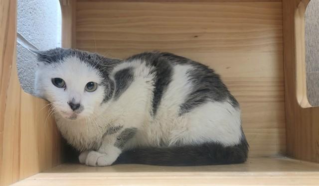 ICE SPICE, Adoptable, Young Female Domestic Short Hair.