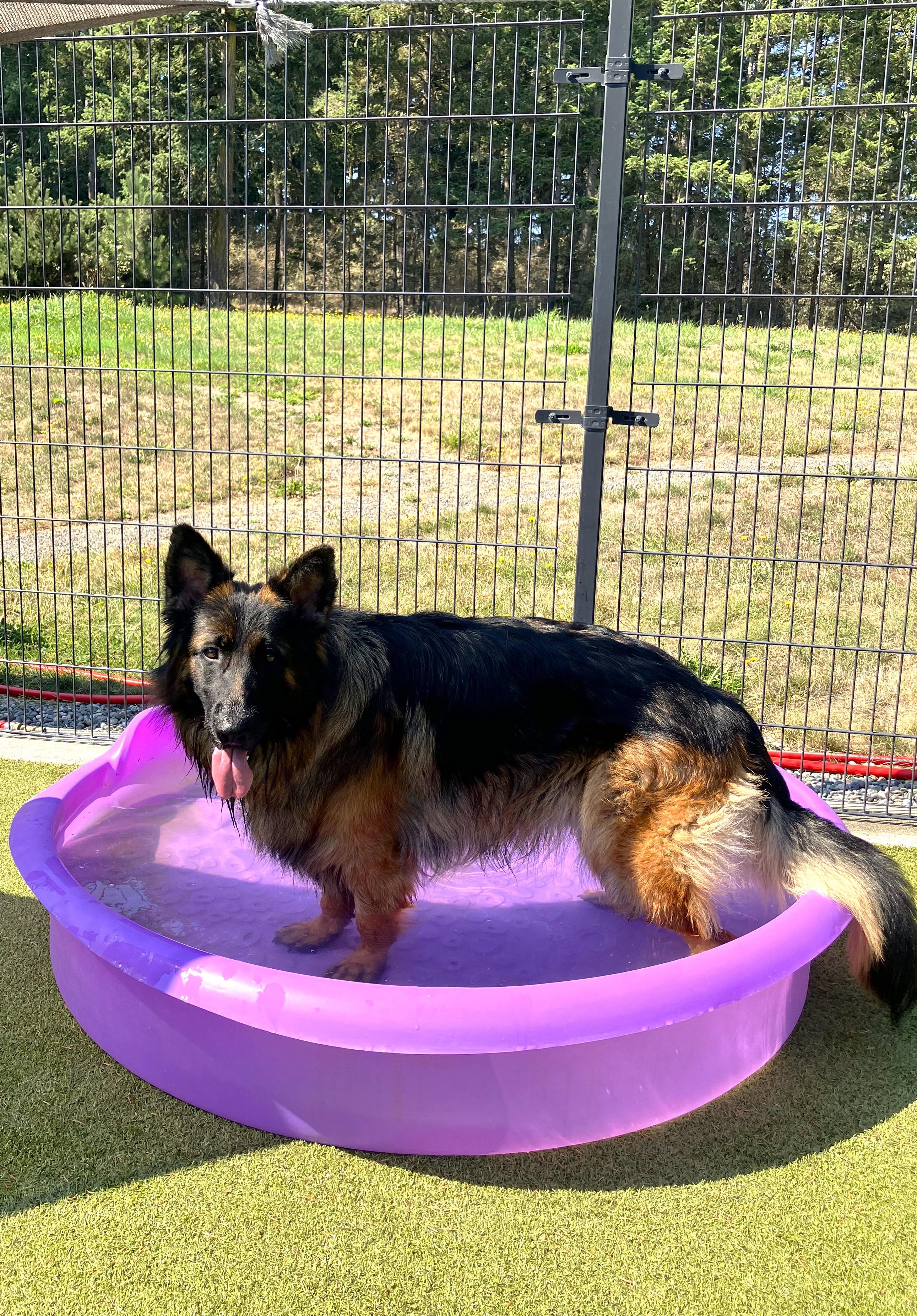 Lobo, a Adoptable German Shepherd Dog in Friday Harbor, WA image 6/6