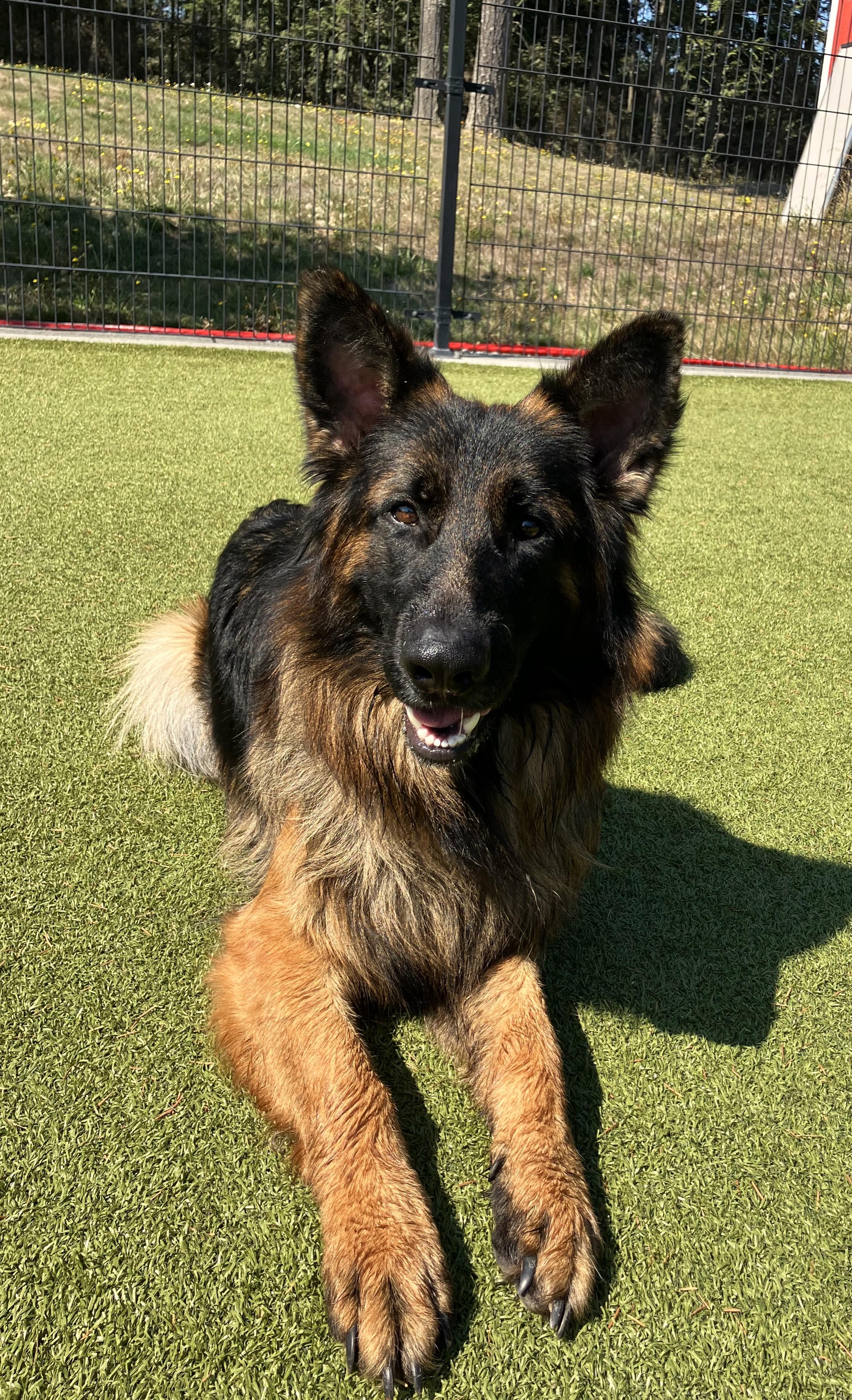 Lobo, a Adoptable German Shepherd Dog in Friday Harbor, WA image 2/6