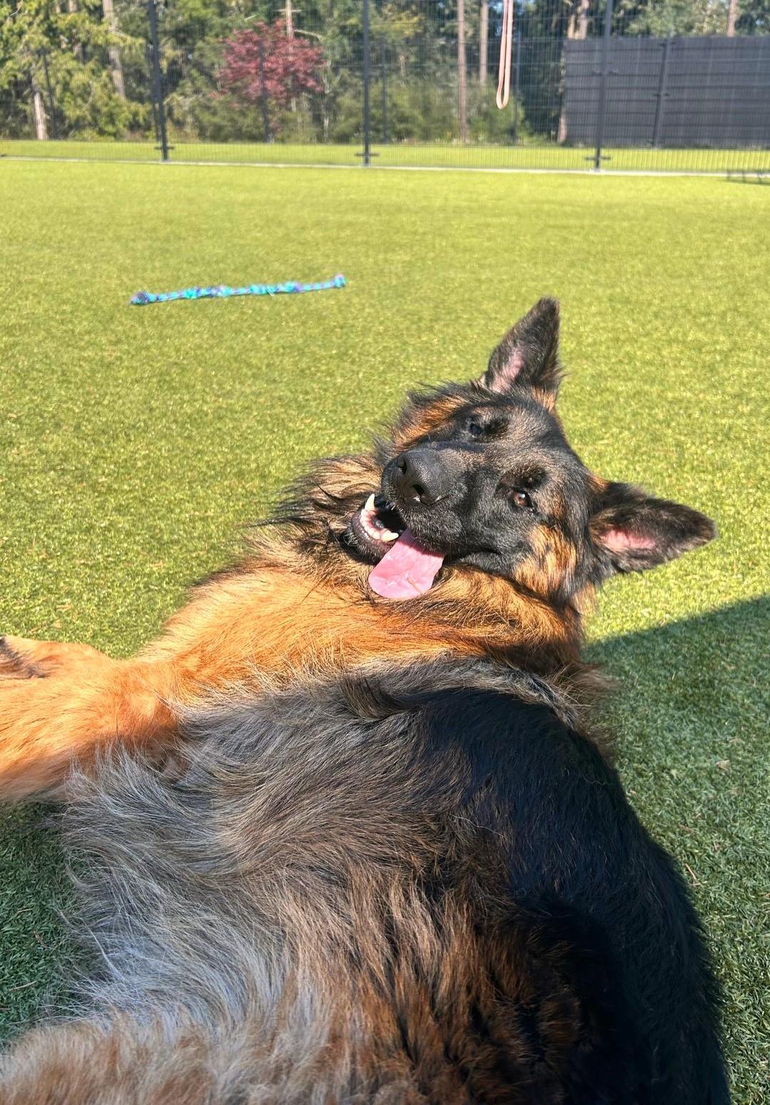 Lobo, a Adoptable German Shepherd Dog in Friday Harbor, WA image 5/6