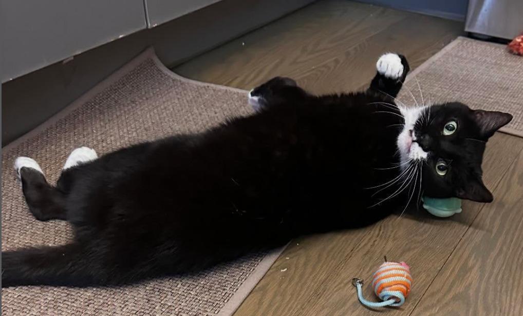 Enlarge Socks, a Adoptable mixed breed in Brooklyn, NY image 1/5