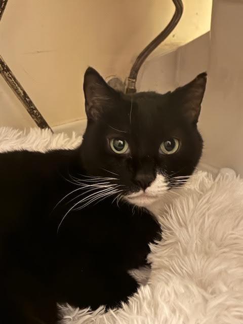 Enlarge Socks, a Adoptable mixed breed in Brooklyn, NY image 3/5