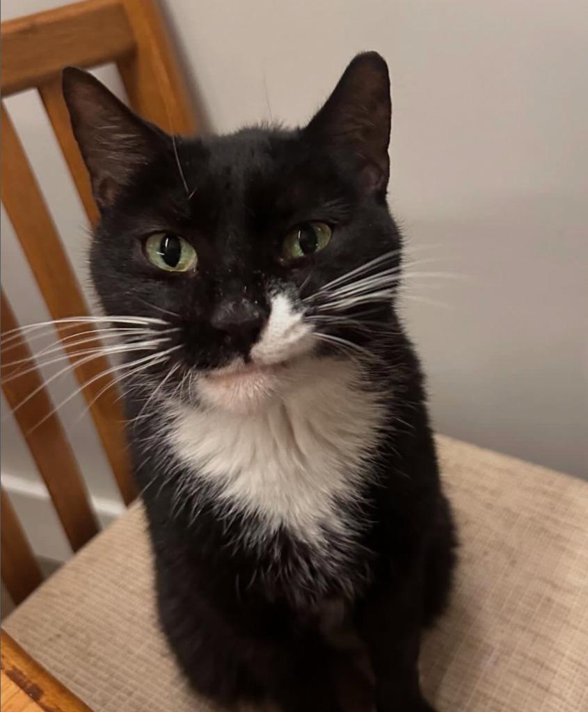 Enlarge Socks, a Adoptable mixed breed in Brooklyn, NY image 4/5