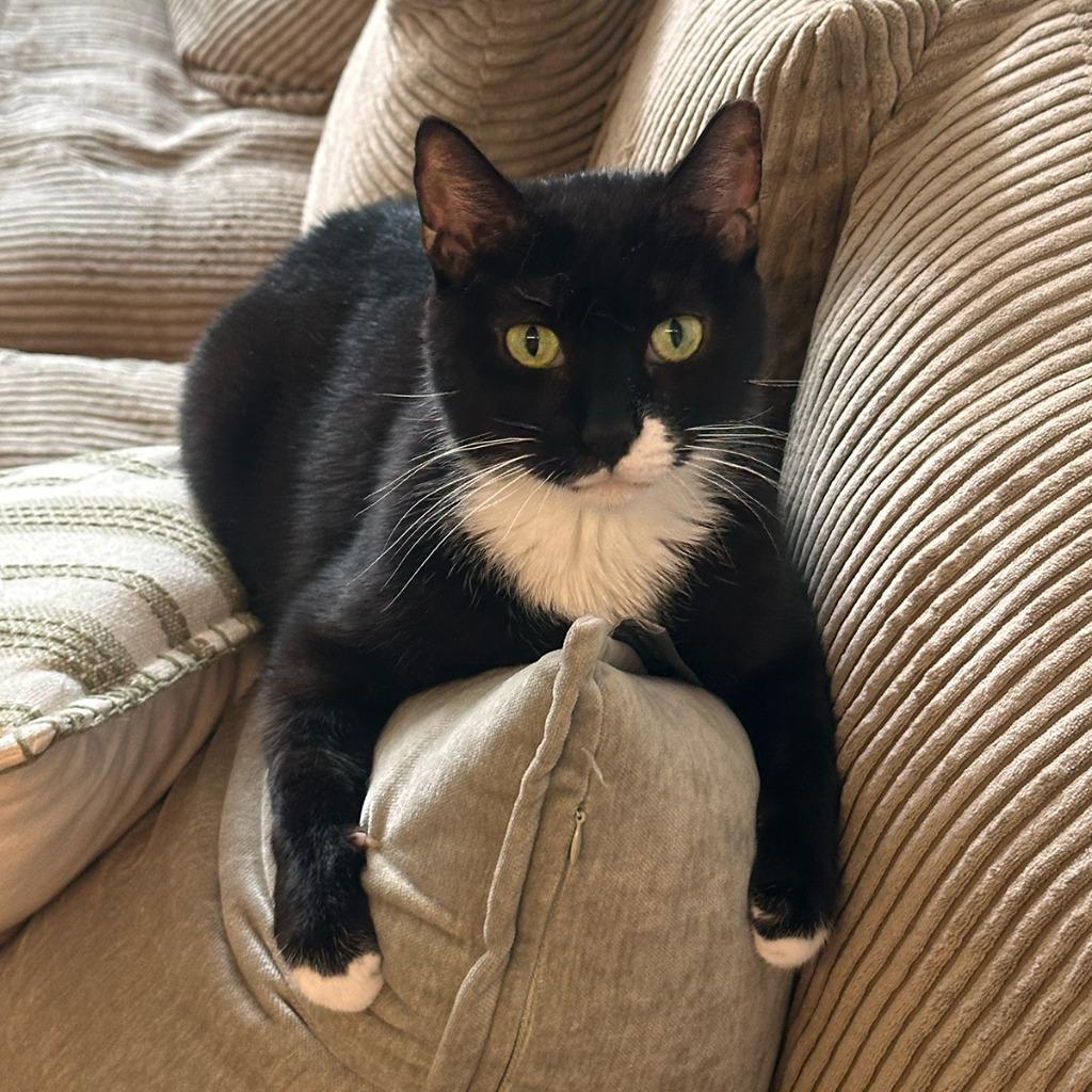 Socks (meet me in foster care!), a Adoptable mixed breed in Brooklyn, NY image 6/6