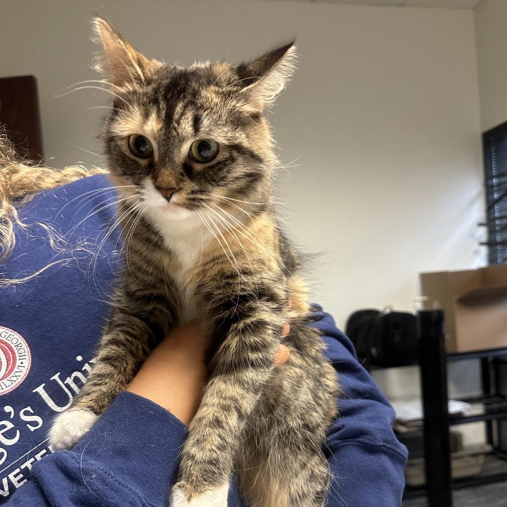 Enlarge Veruca, a Adoptable Domestic Medium Hair in St. Paul, MN image 1/2