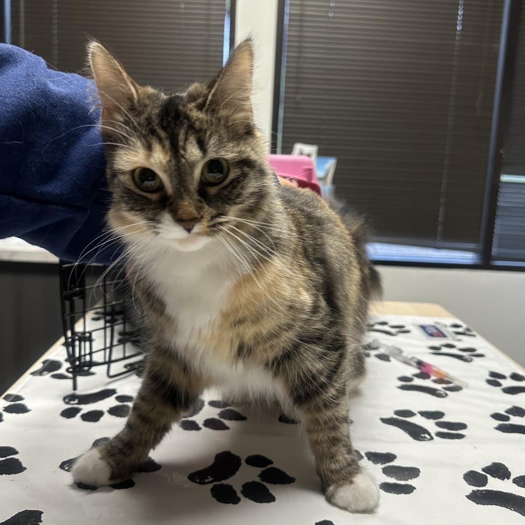 Enlarge Veruca, a Adoptable Domestic Medium Hair in St. Paul, MN image 2/2