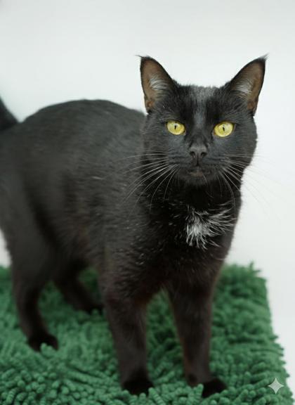 Enlarge Hester, a Adoptable Domestic Short Hair in Bowling Green, KY image 2/3