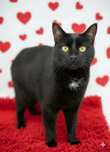 Hester, a Adoptable Domestic Short Hair in Bowling Green, KY image 3/3