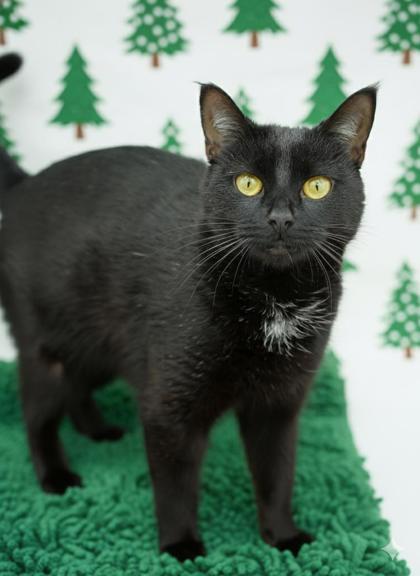 Hester, a Adoptable Domestic Short Hair in Bowling Green, KY image 2/3