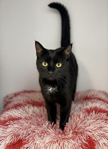 Hester, a Adoptable Domestic Short Hair in Bowling Green, KY image 3/3