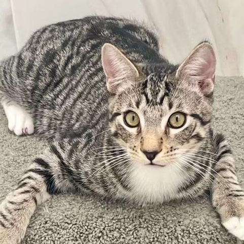 Jimi- with Ozzy, adopted, Young Male Domestic Short Hair.