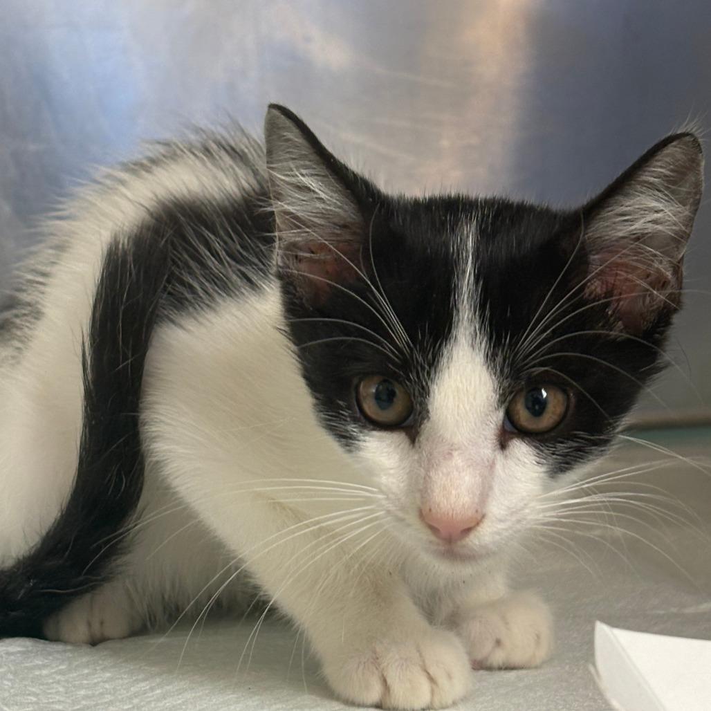 Koi, Adoptable, Kitten Male Domestic Short Hair.
