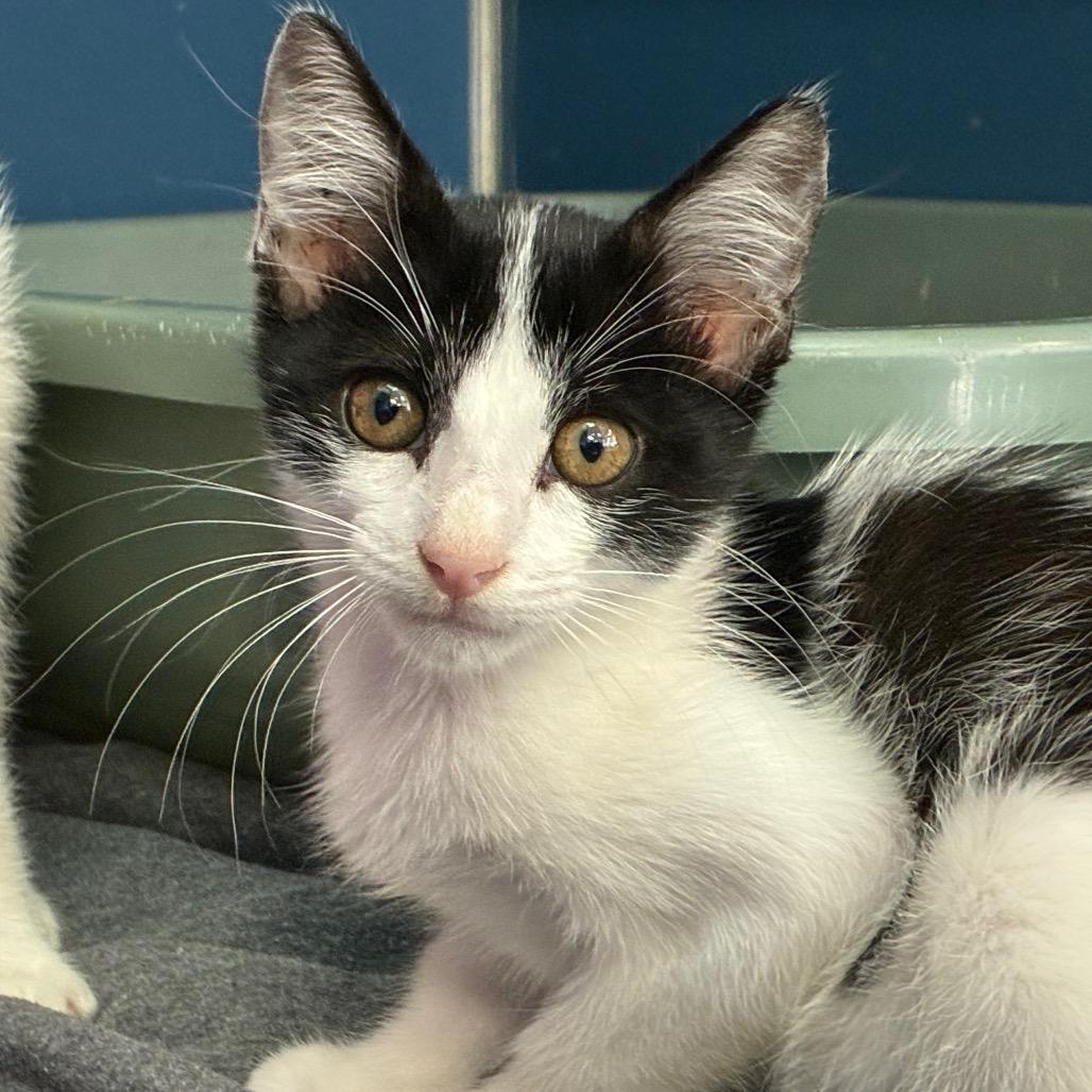Enlarge Koi, a Adoptable Domestic Short Hair in Tulsa, OK image 2/2