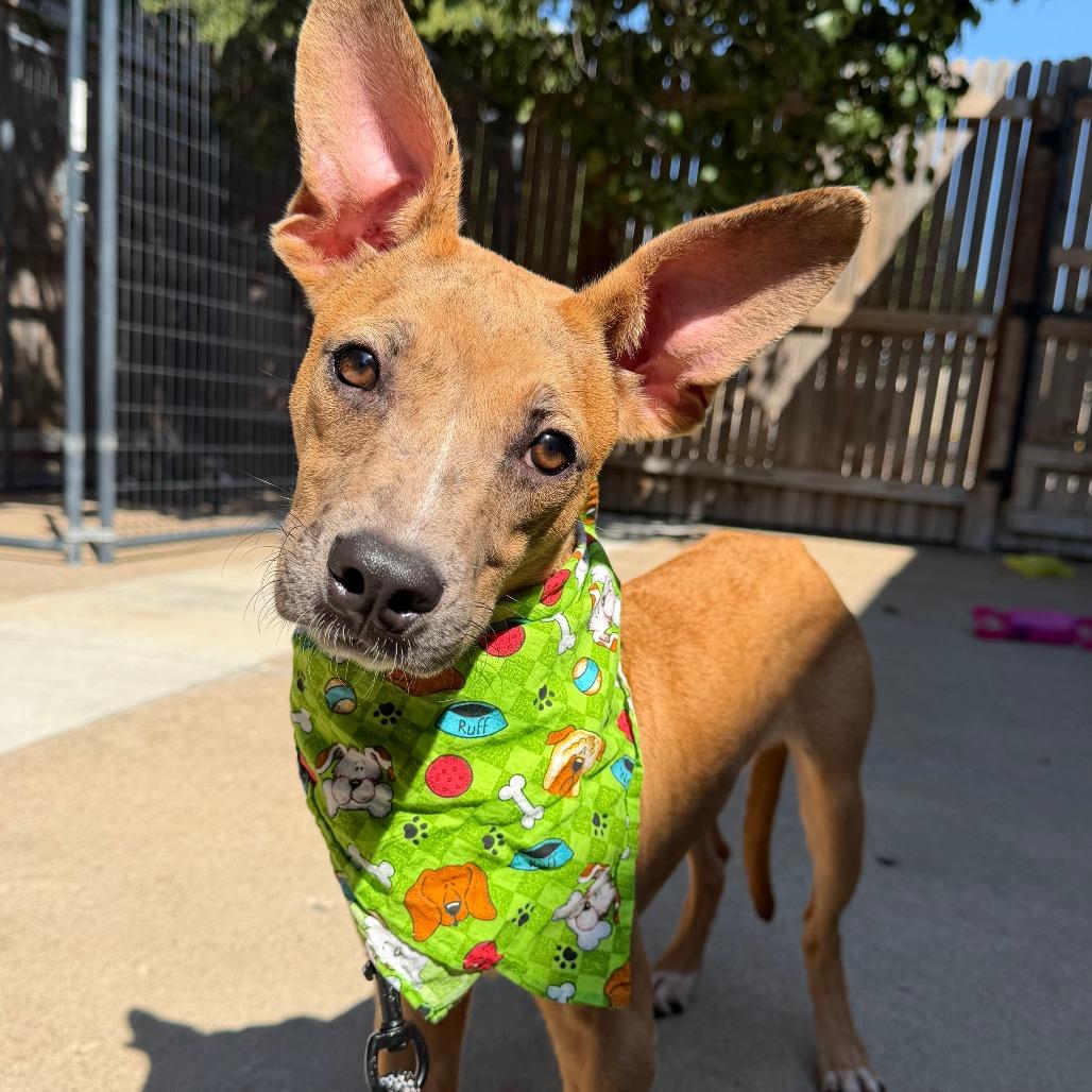 Chucky, Adoptable, Young Male Catahoula Leopard Dog & Mixed Breed.