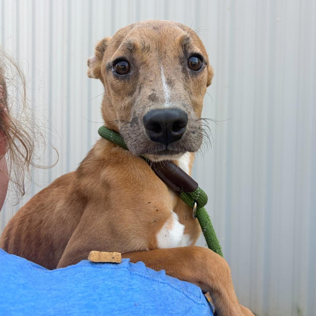 Enlarge Chucky, a Adoptable mixed breed in Tulsa, OK image 2/2