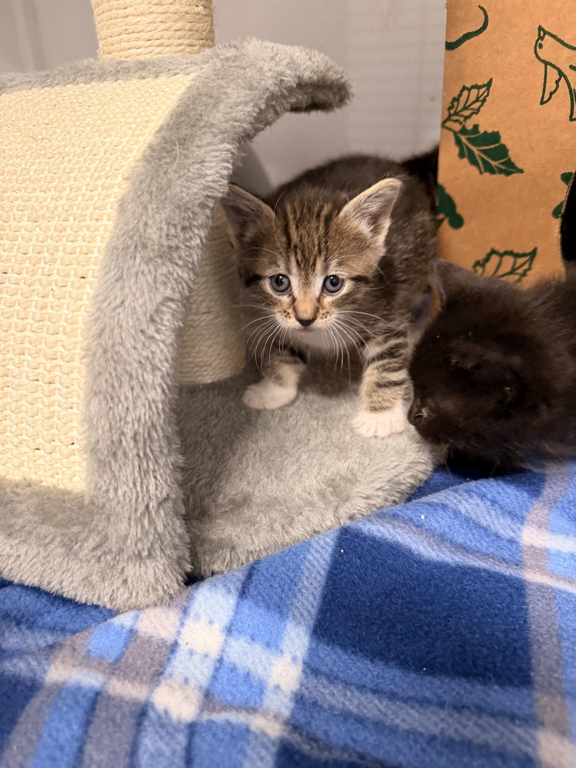 Bella, Adoptable, Kitten Female Domestic Short Hair.