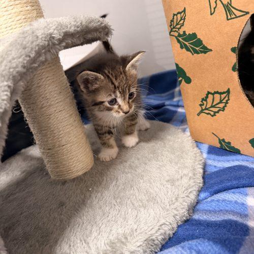 Enlarge Bella, a Adoptable Domestic Short Hair in Dillon, MT image 2/2