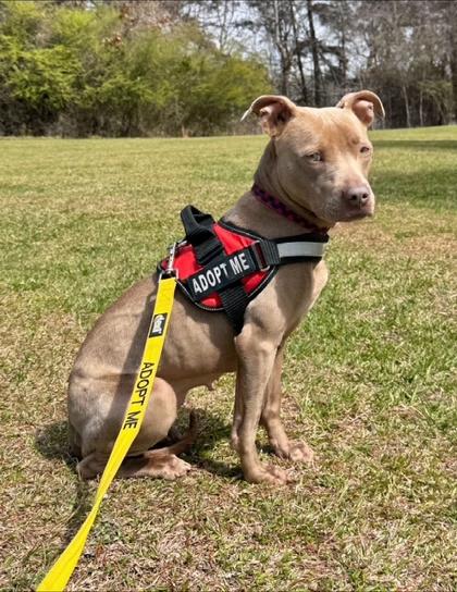 Enlarge Lyla, a Adoptable mixed breed in Cumming, GA image 1/3