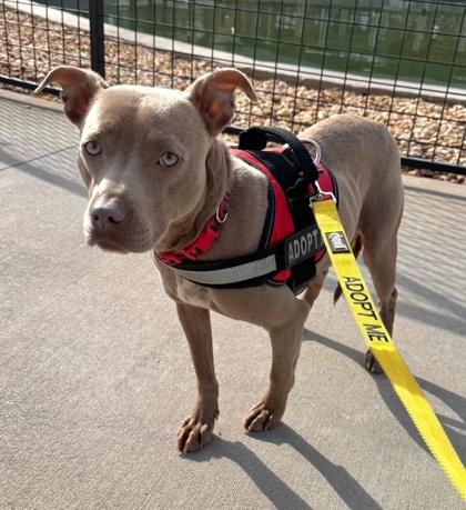 Lyla, Adoptable, Puppy Female Pit Bull Terrier & Mixed Breed.