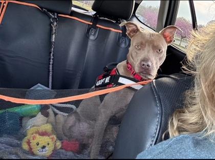 Enlarge Lyla, a Adoptable mixed breed in Cumming, GA image 2/3