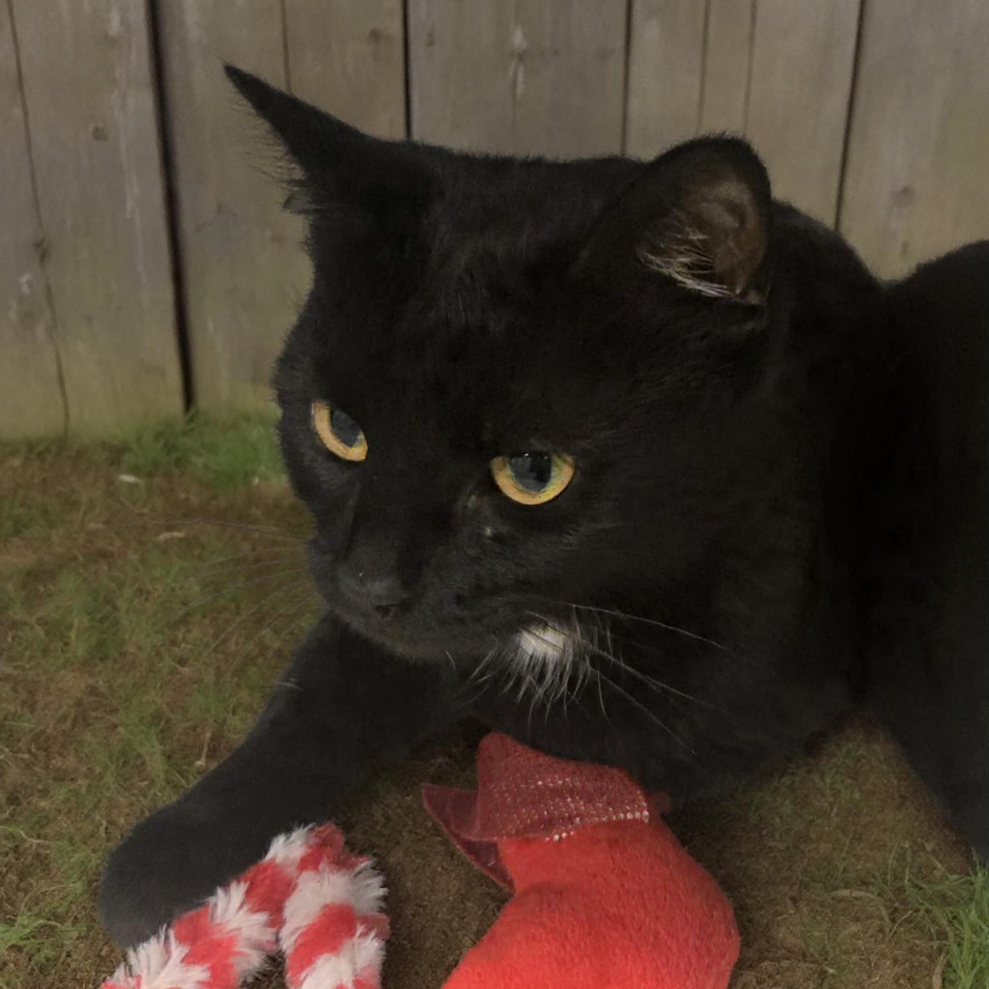 Enlarge Mittens Mayhem, a ADOPTABLE Domestic Short Hair in Xenia , OH image 5/6