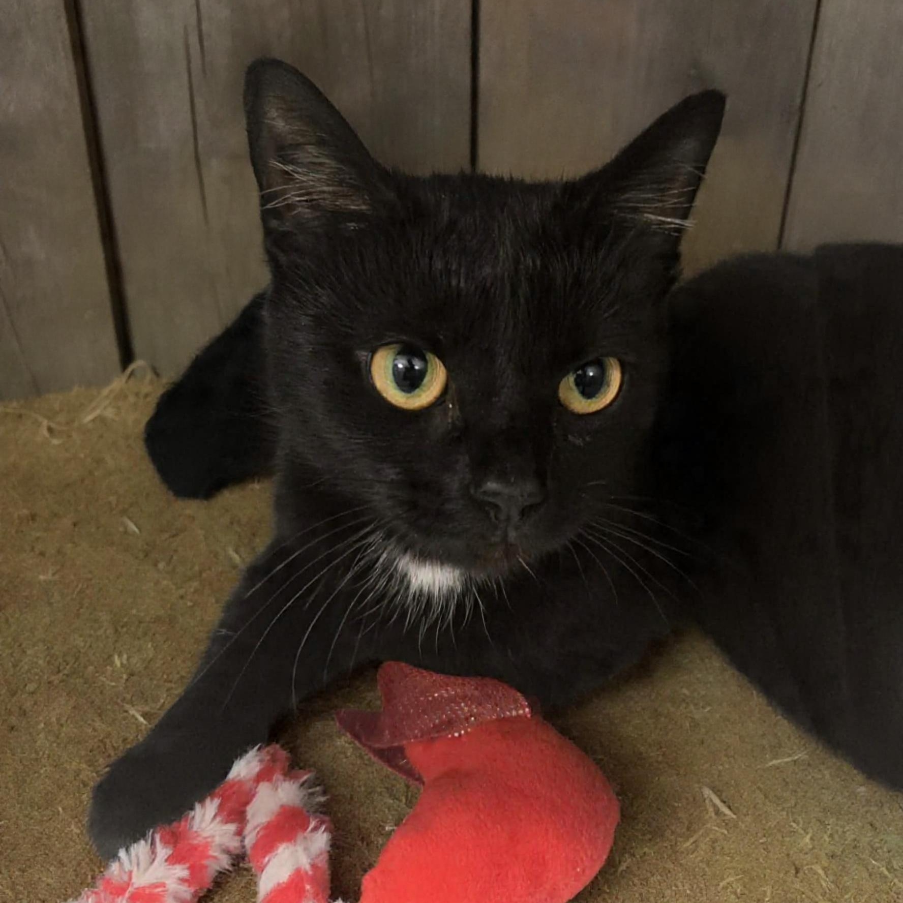 Mittens Mayhem, ADOPTABLE, Adult Female Domestic Short Hair.